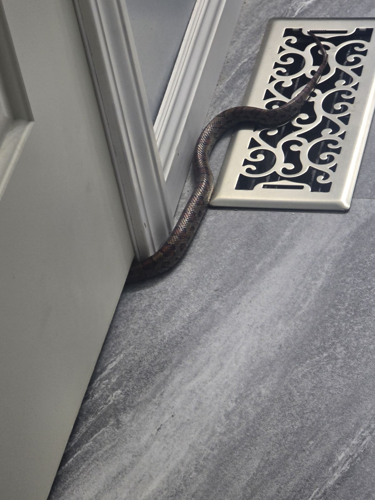 snake coming in house hvac register ventsentry